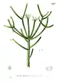 Botanical illustration