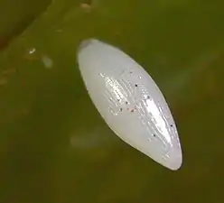 Egg