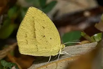 Ventral view