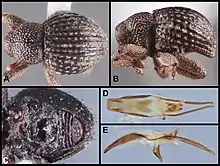 Various views of a specimen of Eurhoptus aenigmaticus