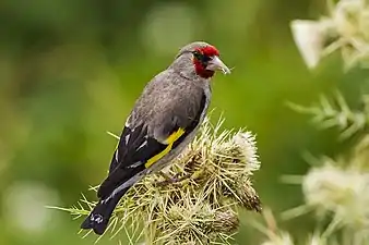 C. c. canicepsHimachal Pradesh, India