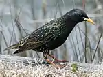 A 'oily'-appearing, greenish-black bird with a large yellow bill forages.