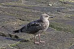 Adolescent (second winter)