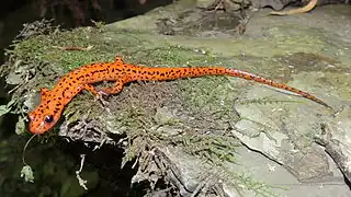 Eurycea lucifuga, also known as the Spotted-tail salamander. Unlike other cave salamanders like the olm, this species has functioning eyes, and still has pigment in its skin.