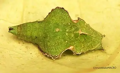 Pupa of a captive raised E. d. angulata