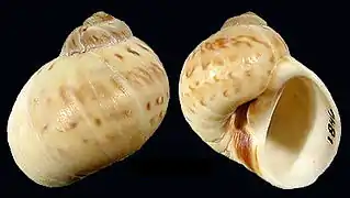 Euspira nitida