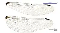 Female wings