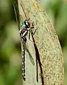 Male in profile