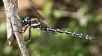 Female in profile