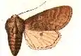 Psaphida damalis