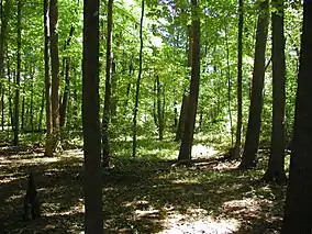 A path through several green trees in dappled sunlight