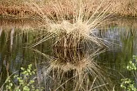 Purple moor-grass tussock