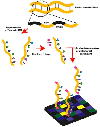 Exome sequencing workflow: Part 1.