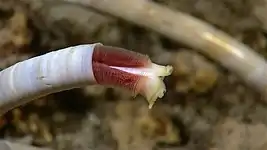 Close up of a tube worm extended for feeding