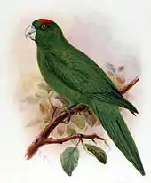 A green parrot with a red forehead