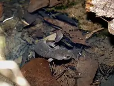 Singular Ezo salamander faces the camera, standing within shallow water on top of orange leaf litter