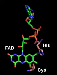 FAD (in green) is covalently bound to histidine 114 and cysteine 176 (in pink).