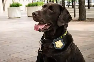 FBI Police Explosives Detection K-9