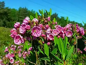 Kalmia angustifolia