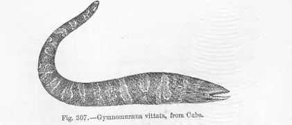 Illustration of the Channomuraena