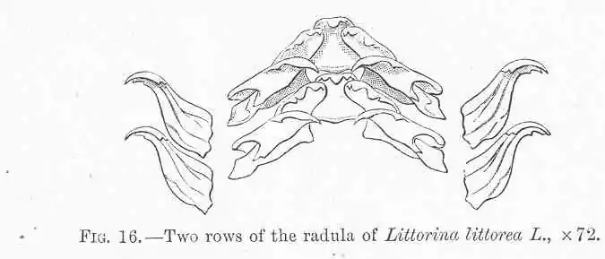 FMIB 48521 Two rows of the radula of Littorina littorea L