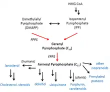 FPPS Biosynthetic Pathways