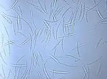 Macroconidia of "Gibberella avenacea"