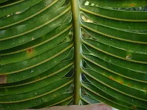 Pinnate leaf formation