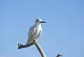 Fairy tern