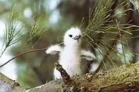 Fairy or white tern baby, Midway Island