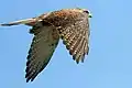 In flight in Victoria, Australia