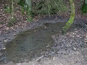 The Wittekind Spring not far from the summit