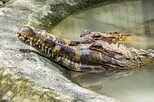 False gharial