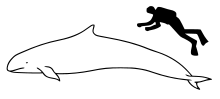 False killer whale size