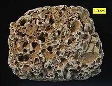 Numerous borings in a Cretaceous cobble, Faringdon, England; see Wilson (1986).