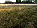 Wetter grassland, along west side of site