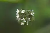 Flower head of Fatoua villosa showing pistillate and staminate flowers.