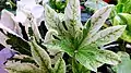 Variegated leaves of F. japonica 'Spider's Web'