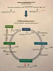 Fatty Acid breakdown