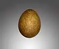 Falco rusticolus egg