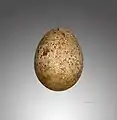 Egg