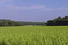 A green field of plants looking like metre high grass, surrounded by woodland with urban buildings on the far horizon