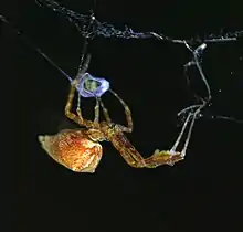 Feather legged orb weaver (Uloborus glomosus)