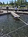 Feeding fish at the Cole M. Rivers fish hatchery.