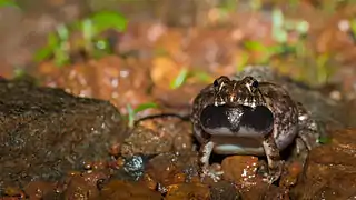 1. Preparing to vocalise - front view