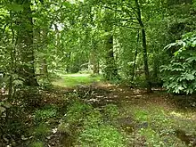 Felbrigg Woods