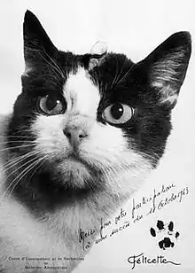 Postcard of Félicette, a black and white cat, with inscription and pawprint