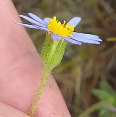 Lateral view head of subsp. stricta