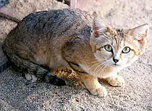 Sand cat (Felis margarita)