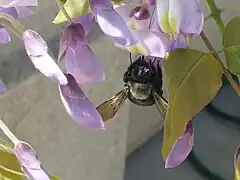 Female Xylocopa californica